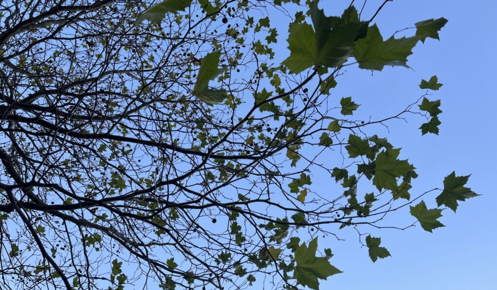 Picture taken from under a tree with leaves with the blue sky ahead.